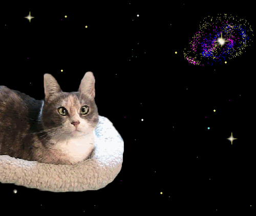 cat-magic-carpet-bed-catiewayne-dot-com_zpsf9da0636.gif