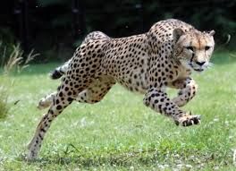 Cheetah_zps3031fc49.jpg