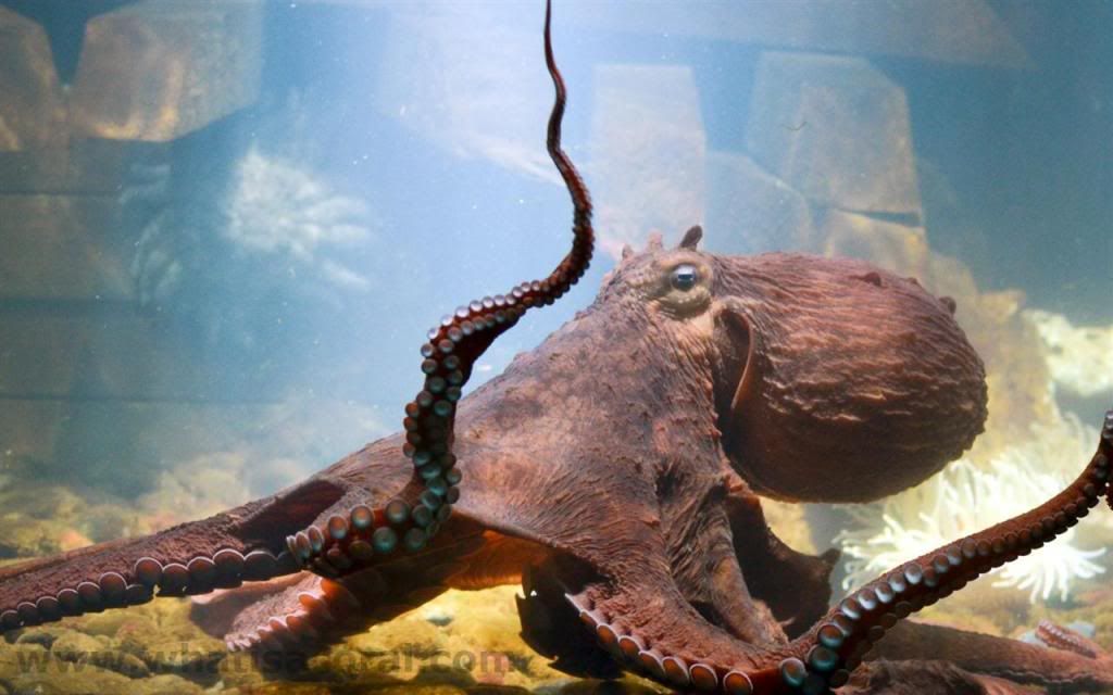 GiantOctopus_zpsd90a7274.jpg