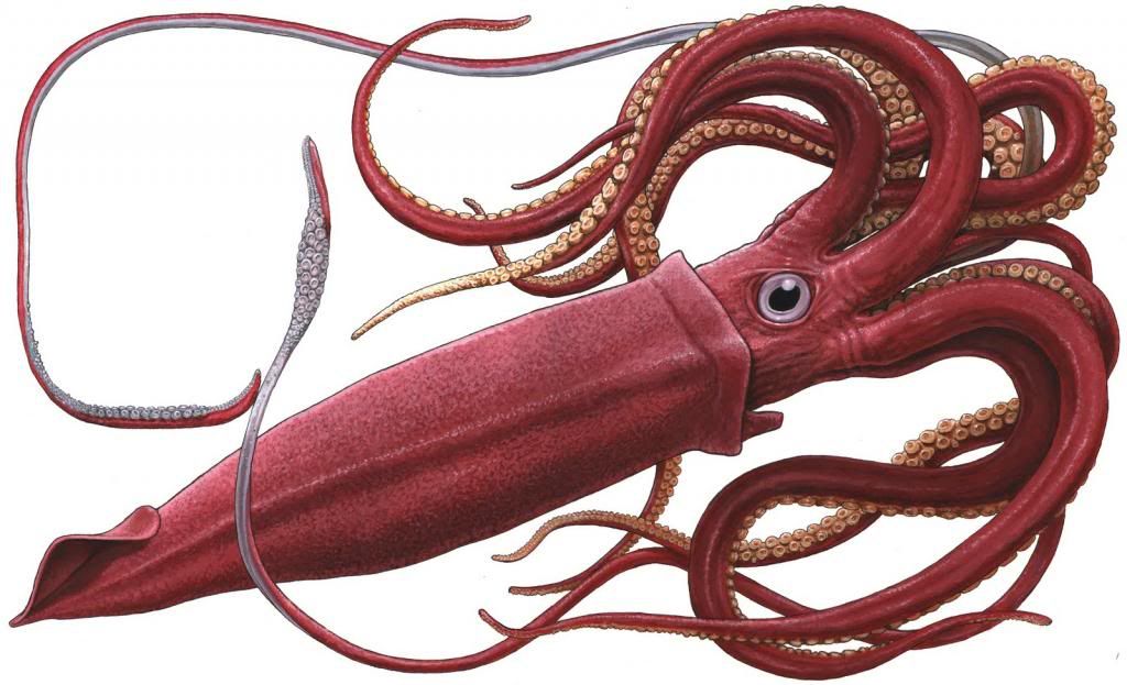 GiantSquid3_zps73f59cd0.jpg