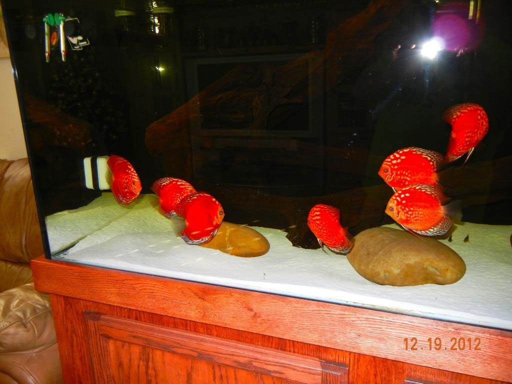 Six 5.5+ inch rafflesia discus for sale