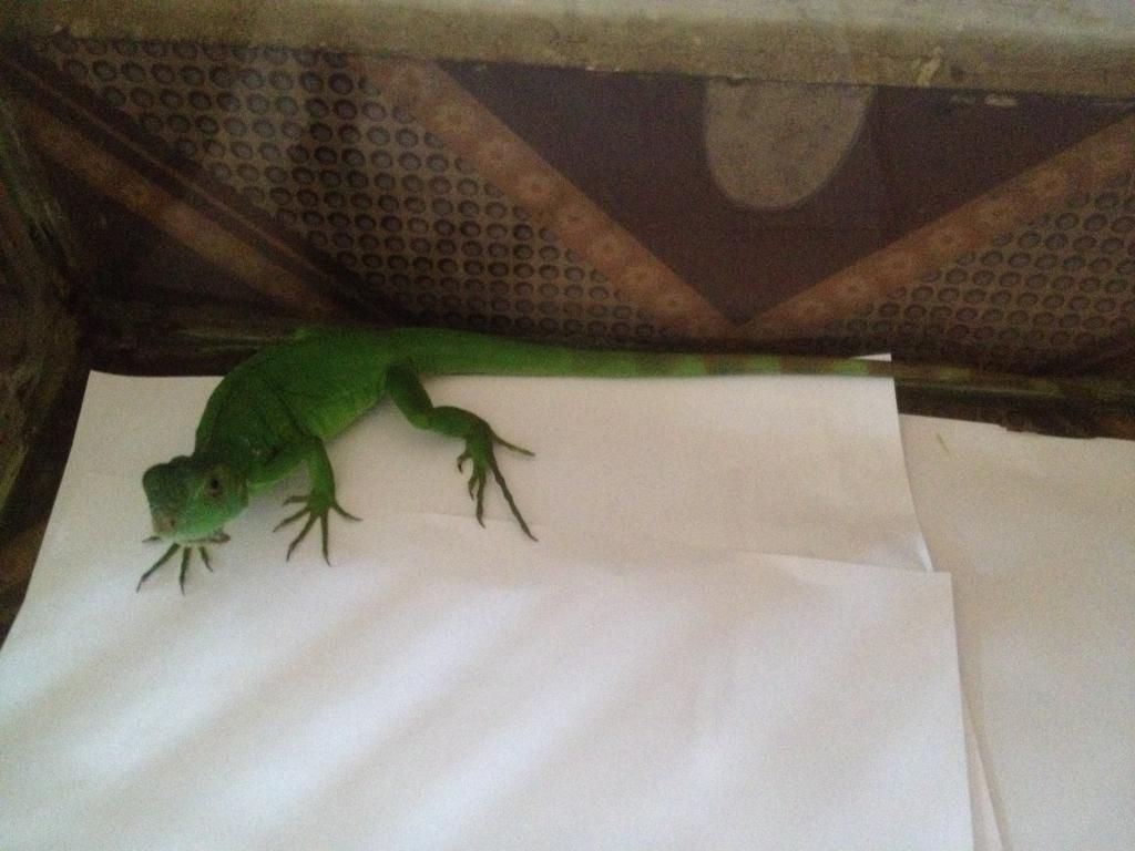 bán iguana vừa mua 1 ngày - 2