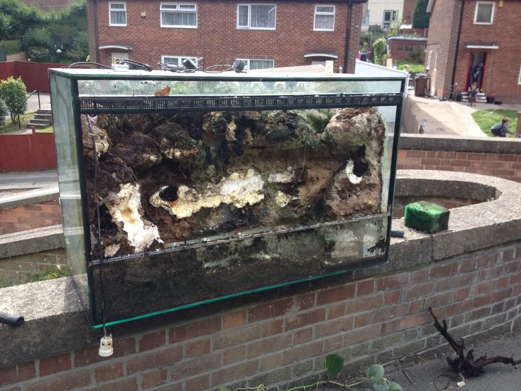 New tank for harvest mice Reptile Forums