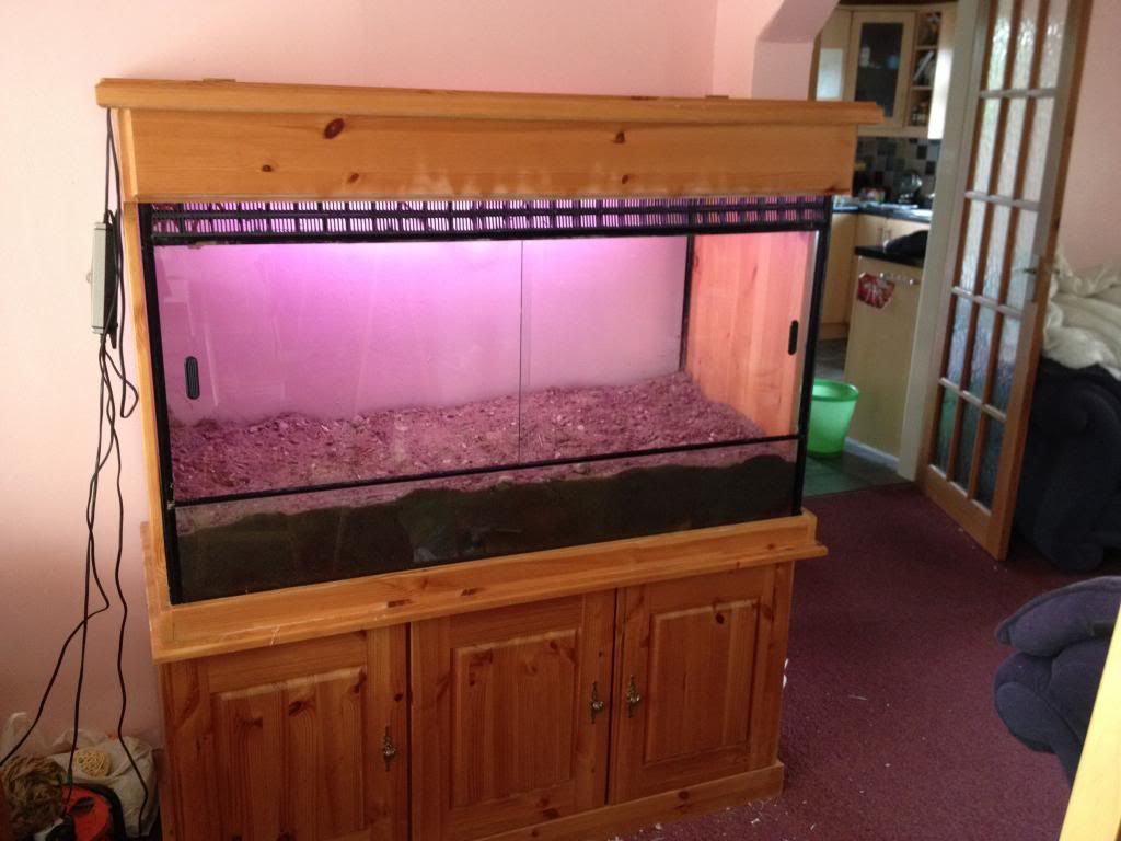 New tank for harvest mice Reptile Forums