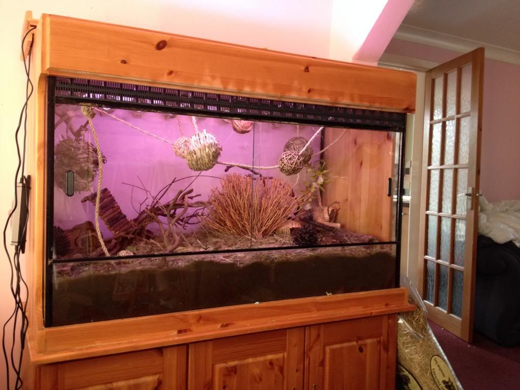 New tank for harvest mice Reptile Forums
