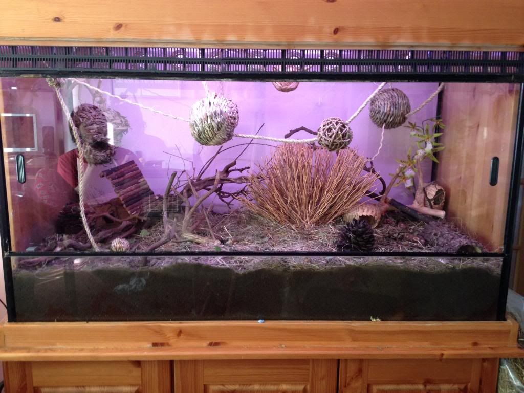 New tank for harvest mice Reptile Forums