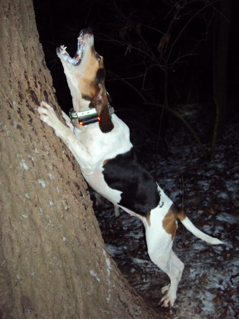 4008 Coon Dog Treeing Deal 