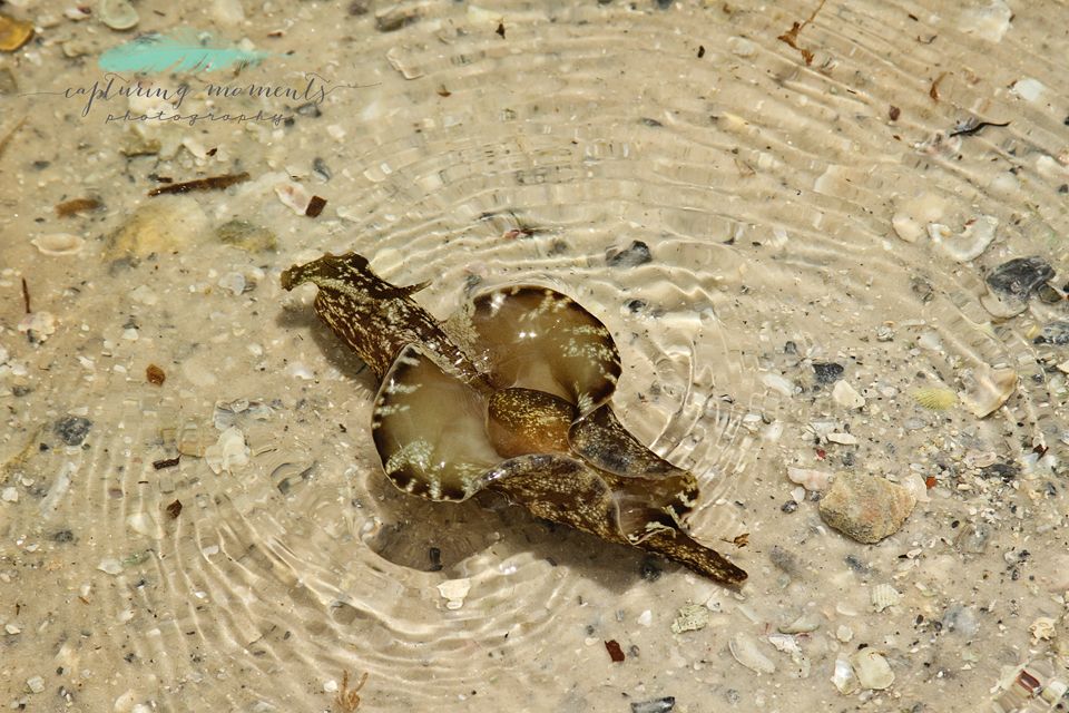 photo csb45_zps342db22c.jpg