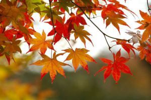  photo fall-leaves_zpsb80b1534.jpg