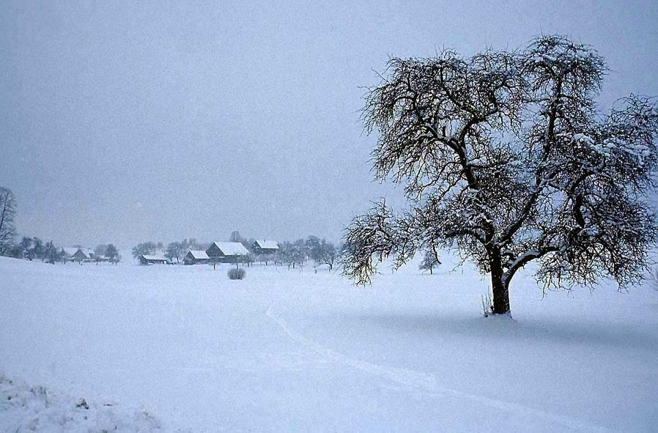  photo tree-winter-village_zps495b2bc8.jpg