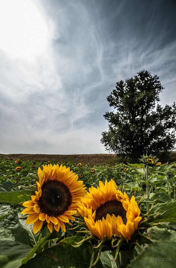 Fotografie