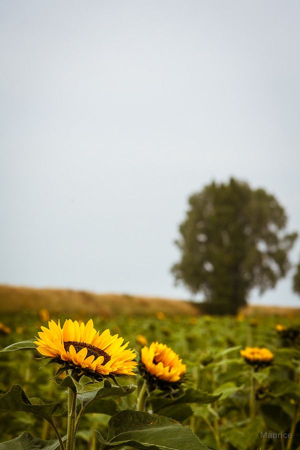Fotografie