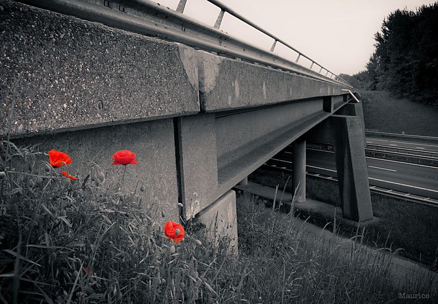 Fotografie