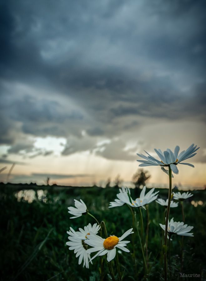 Fotografie