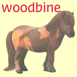 woodbine1
