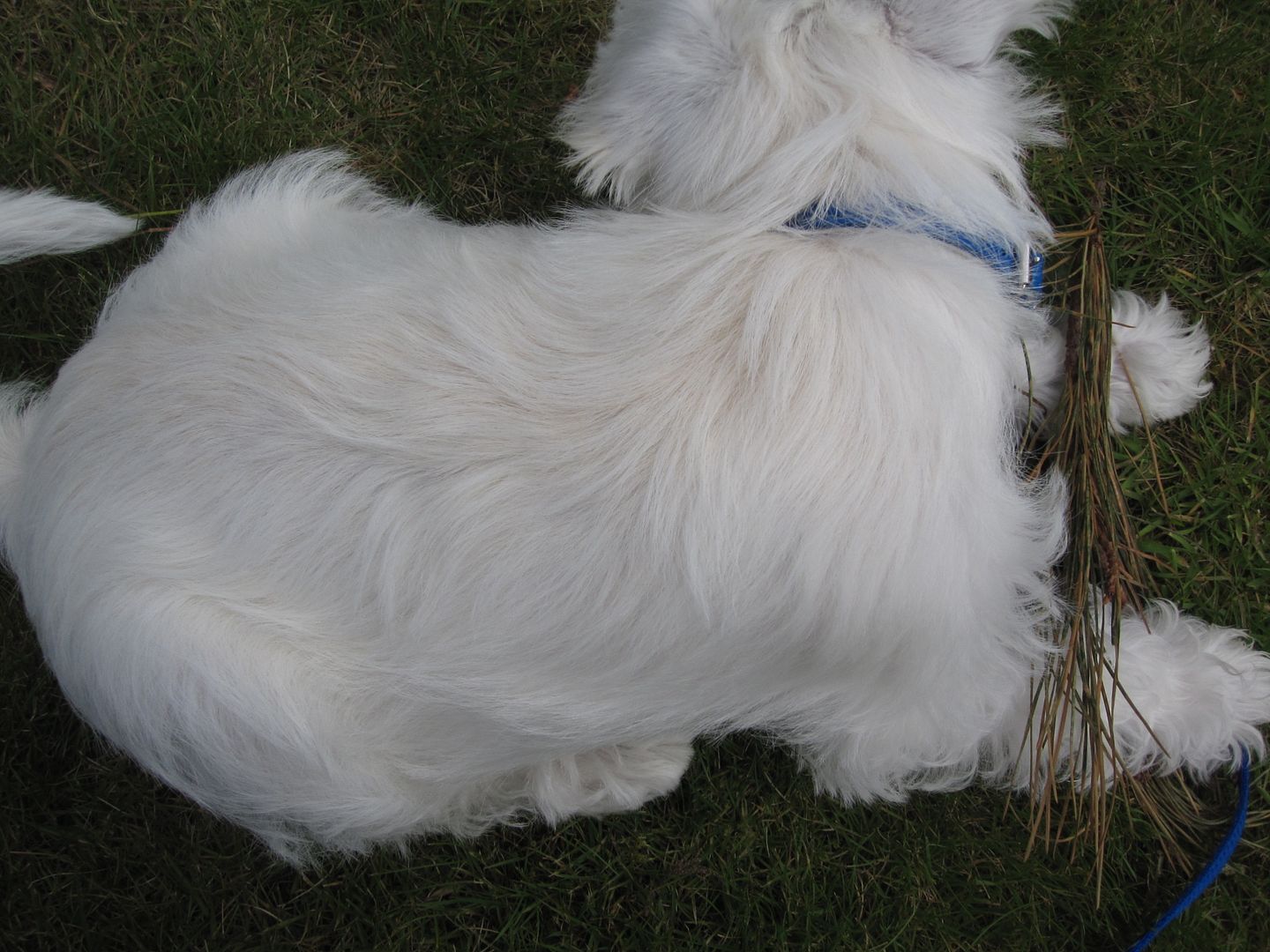 Starting my puppy's coat The Schnauzer Forum