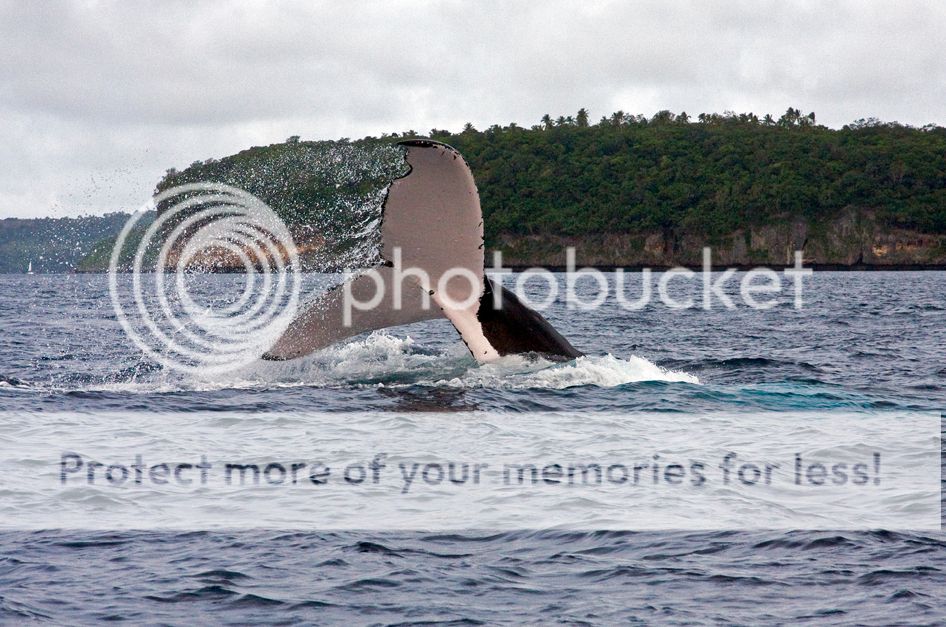Balene-a-Tonga