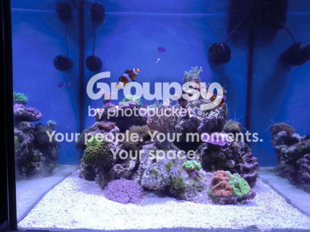 [TodoMarino.com] Alba Cube Reef
