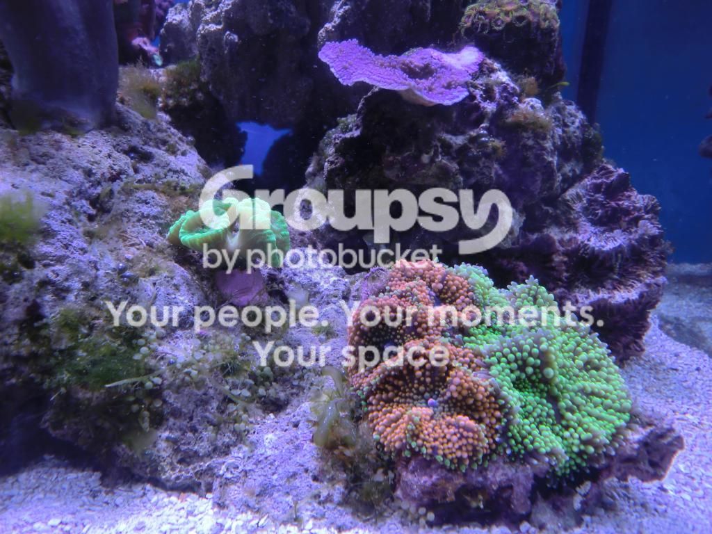 [TodoMarino.com] Alba Cube Reef