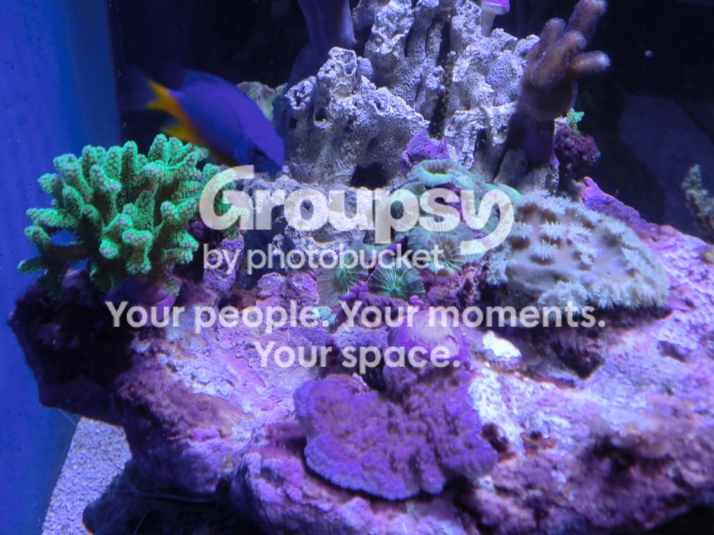 [TodoMarino.com] Alba Cube Reef