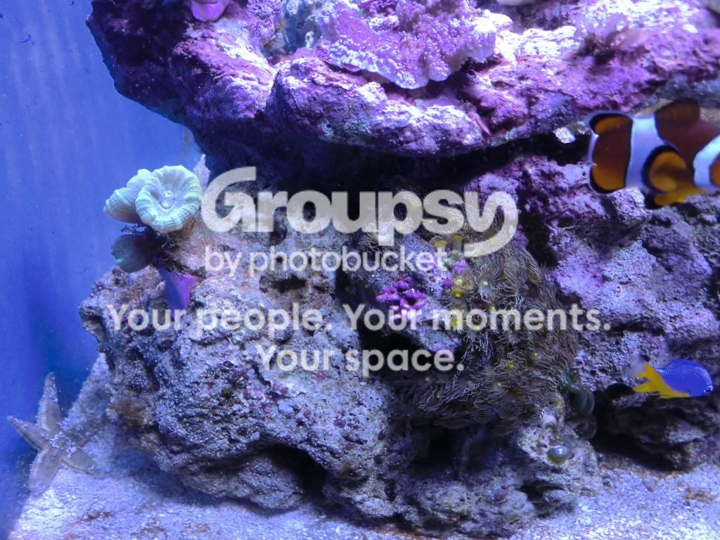 [TodoMarino.com] Alba Cube Reef
