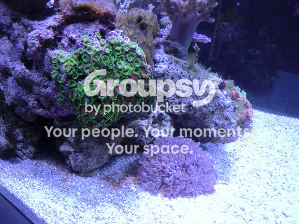 [TodoMarino.com] Alba Cube Reef