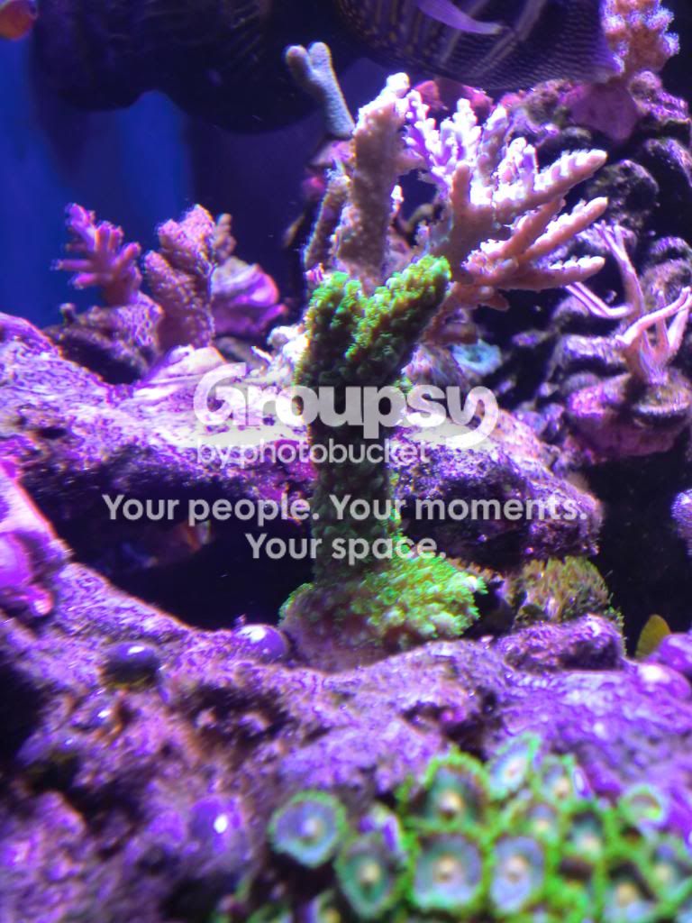 [TodoMarino.com] Alba Cube Reef