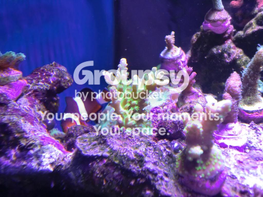 [TodoMarino.com] Alba Cube Reef