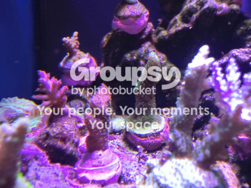 [TodoMarino.com] Alba Cube Reef