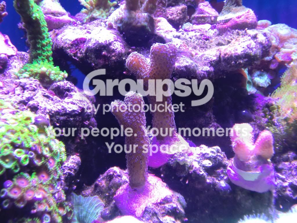 [TodoMarino.com] Alba Cube Reef