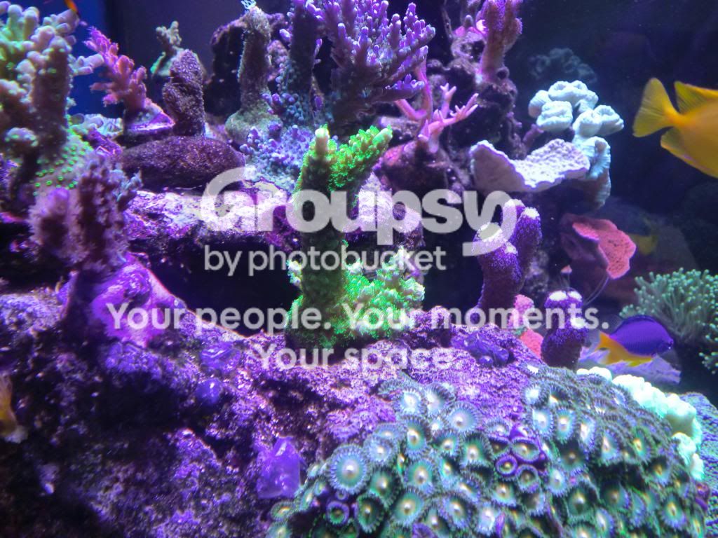 [TodoMarino.com] Alba Cube Reef