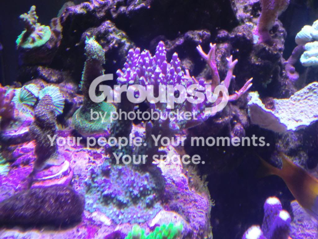 [TodoMarino.com] Alba Cube Reef