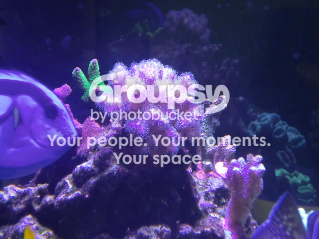 [TodoMarino.com] Alba Cube Reef
