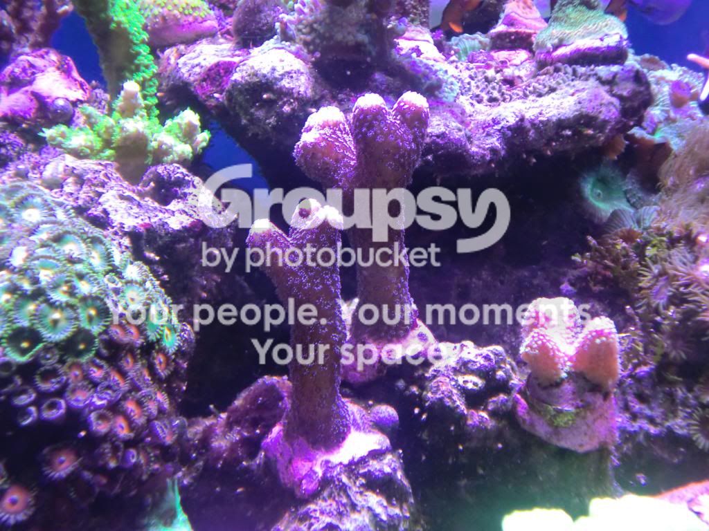 [TodoMarino.com] Alba Cube Reef