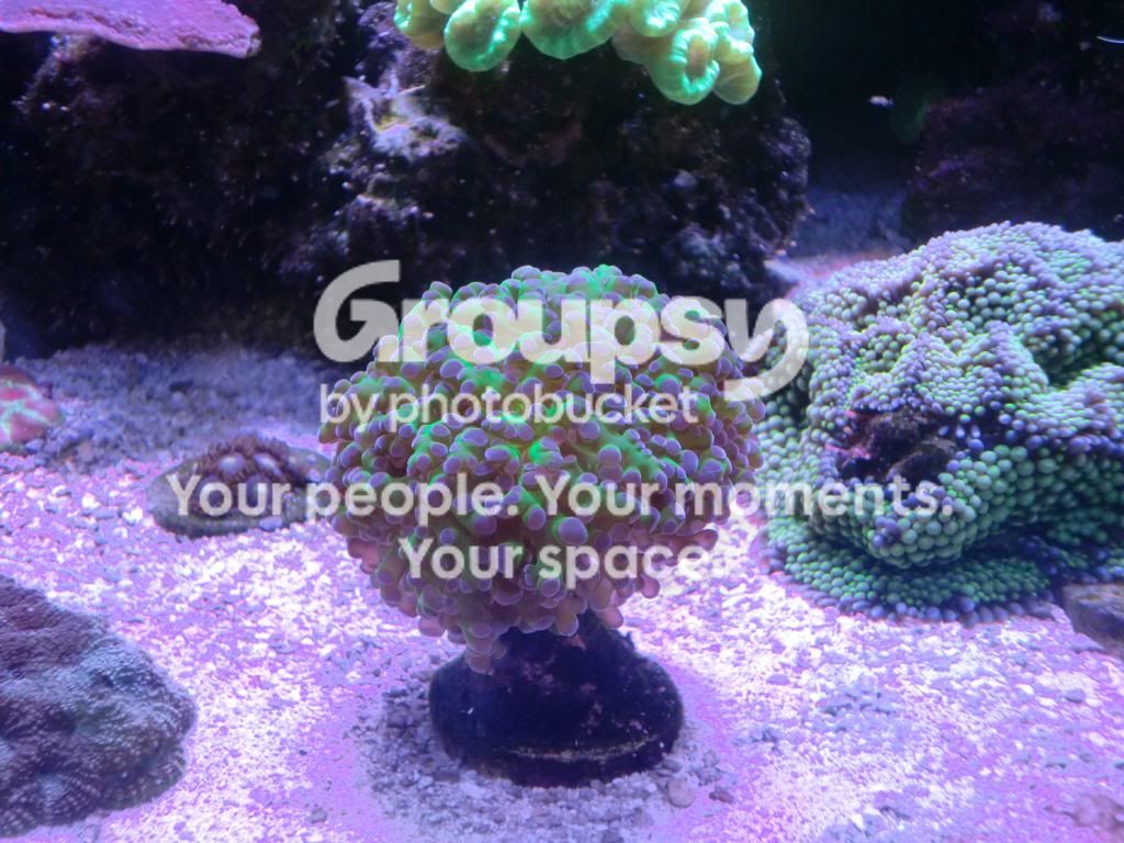[TodoMarino.com] Alba Cube Reef