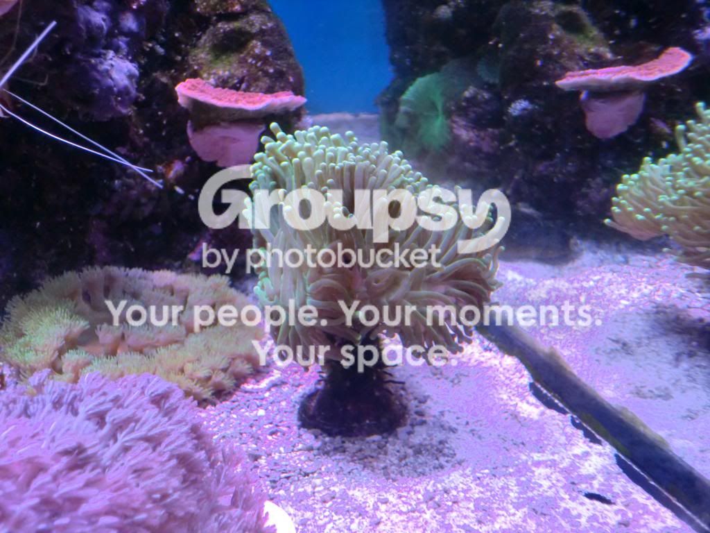 [TodoMarino.com] Alba Cube Reef