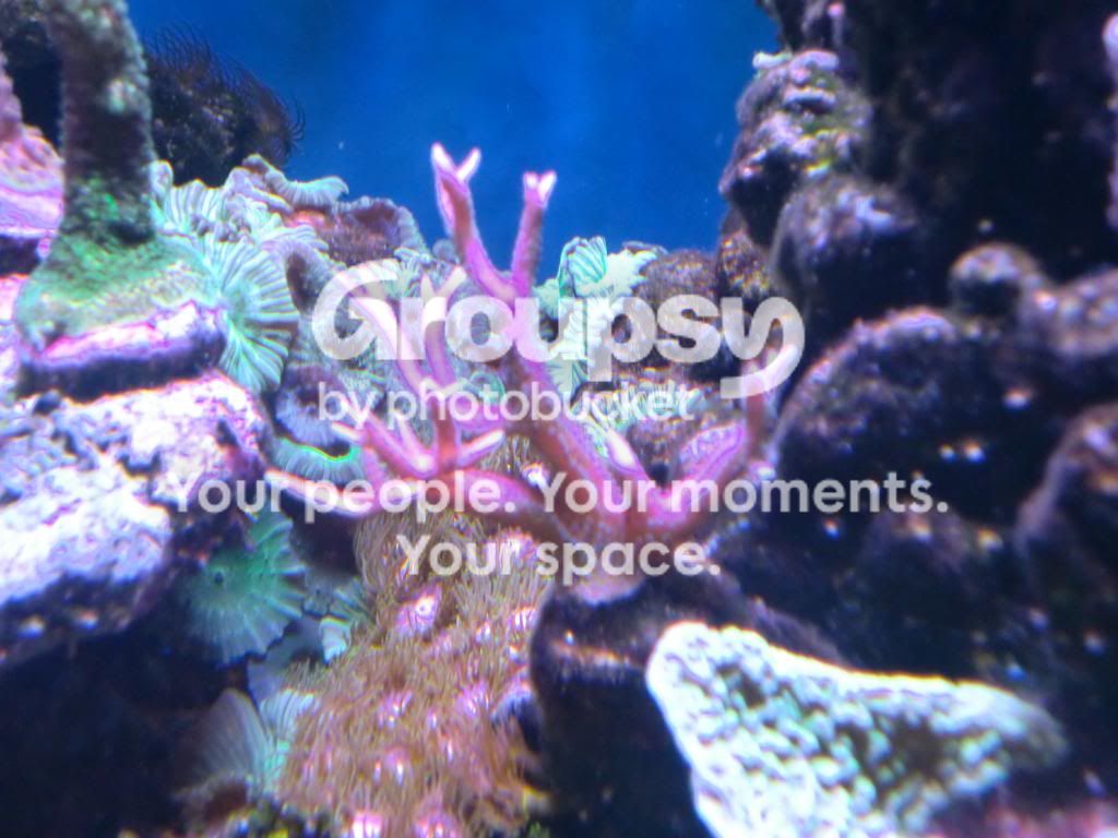 [TodoMarino.com] Alba Cube Reef