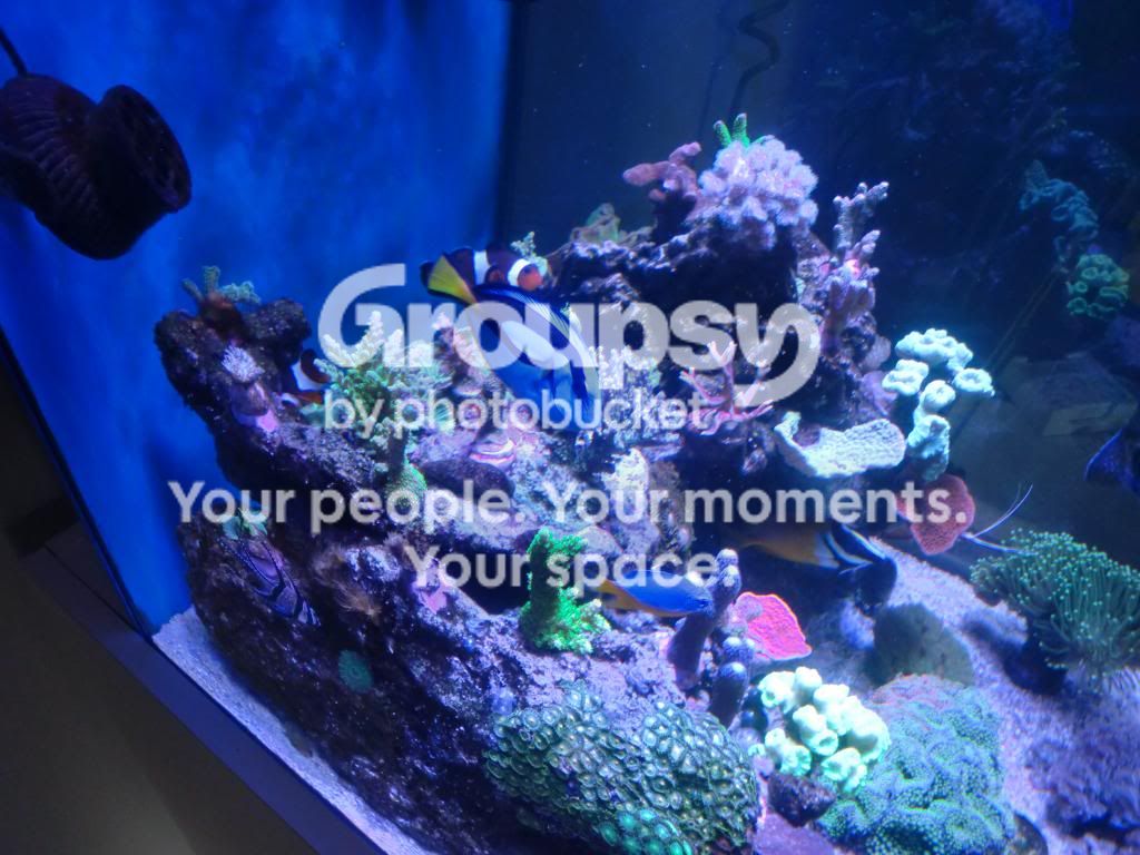 [TodoMarino.com] Alba Cube Reef