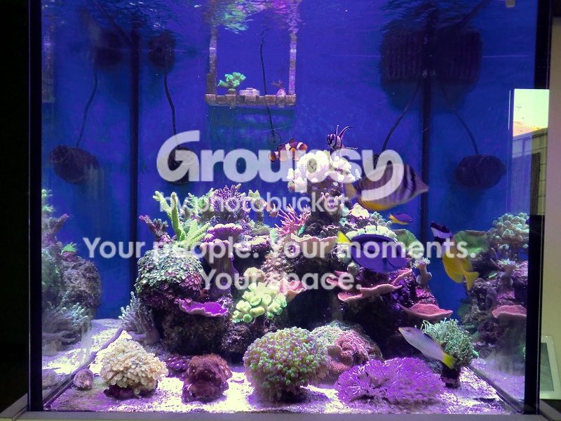 [TodoMarino.com] Alba Cube Reef