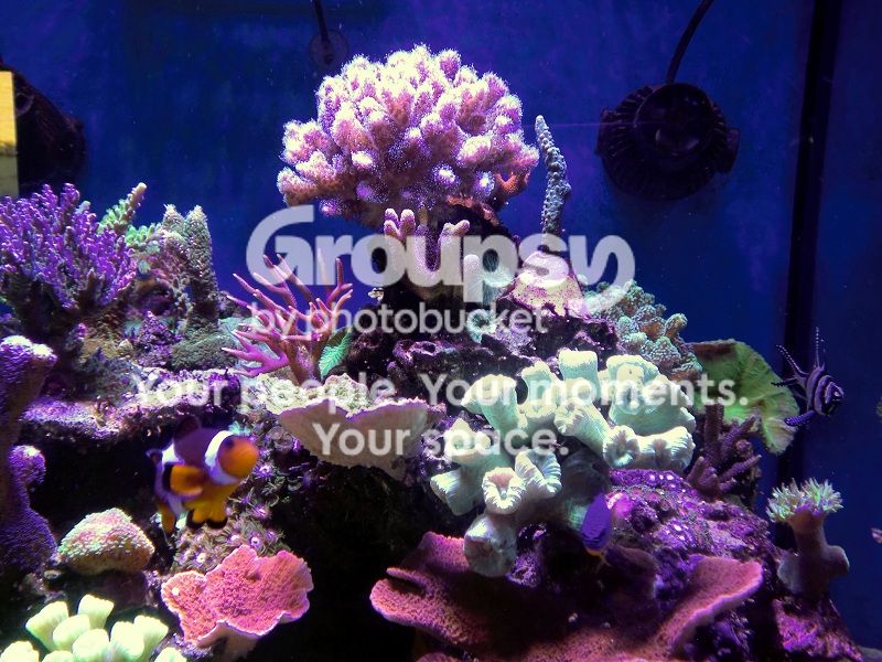 [TodoMarino.com] Alba Cube Reef
