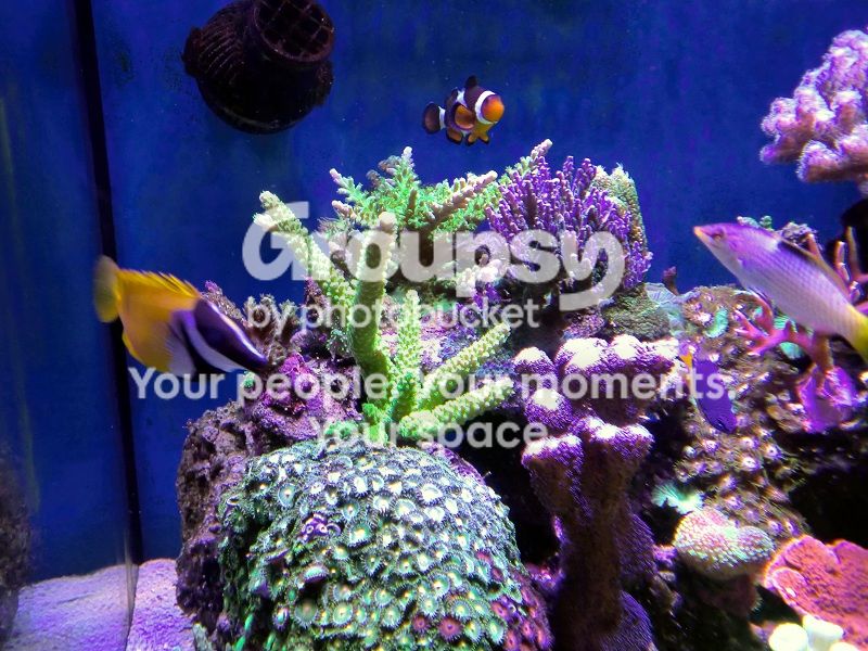[TodoMarino.com] Alba Cube Reef