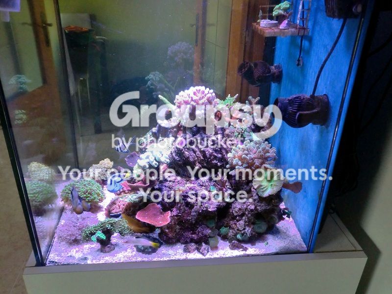 [TodoMarino.com] Alba Cube Reef