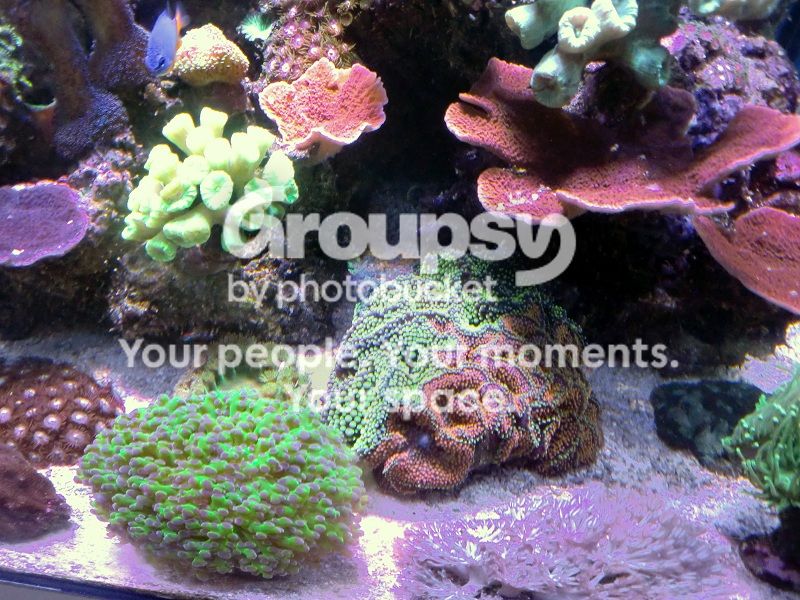 [TodoMarino.com] Alba Cube Reef