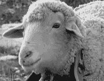 photo tumblr_mejo8ldT6q1rqfhi2o1_250_zpsbddc34cd.gif